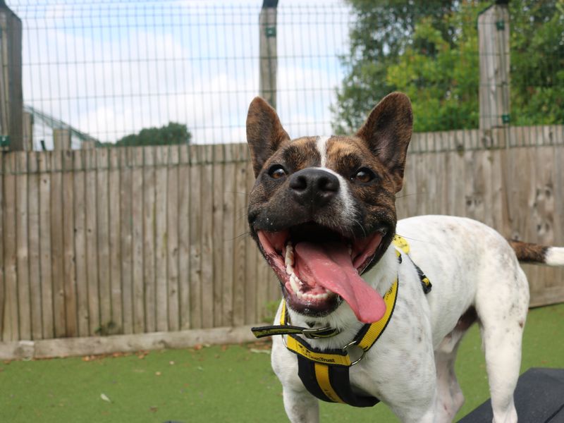 Brindle and white French Bulldog cross, Lockie, with his tongue sticking out