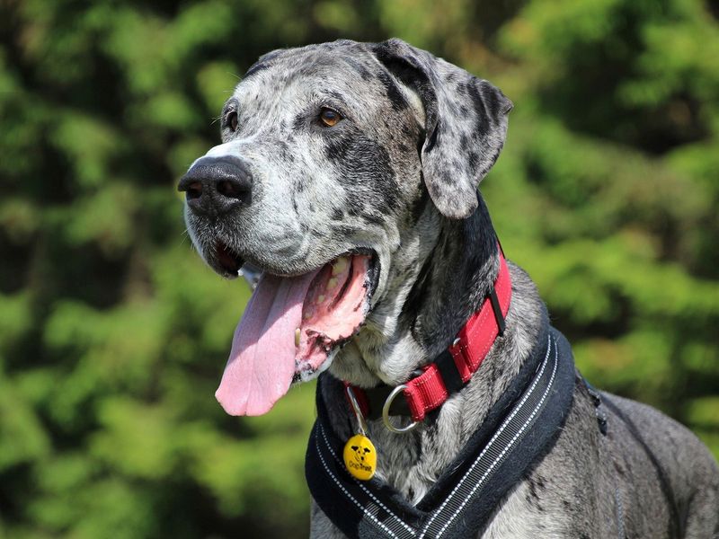 A large grey Great Dane with a red collar and open mouth is panting joyfully outdoors against a backdrop of blurred green foliage.