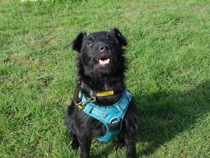 Black terrier cross sitting in the grass looking to camera
