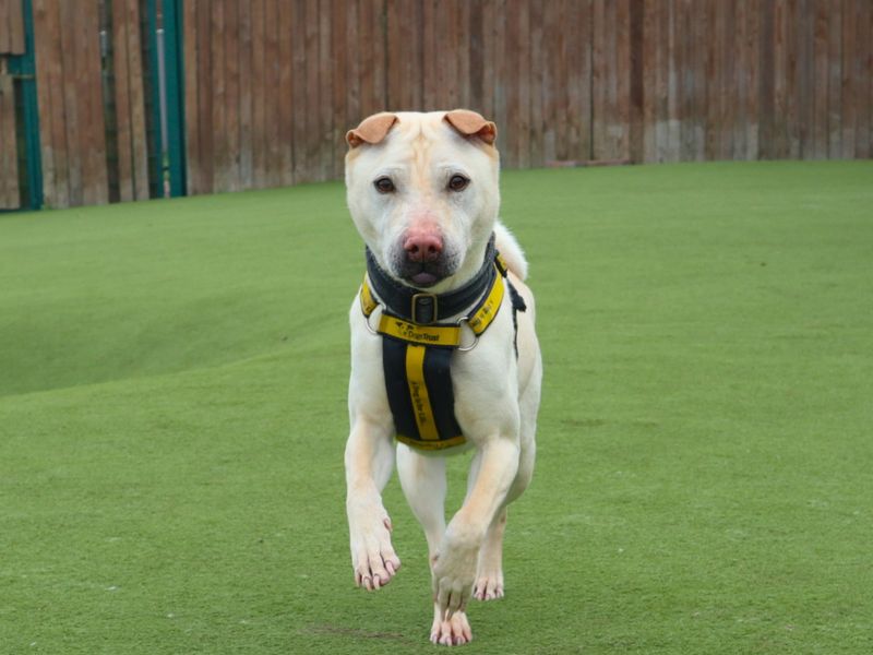 Cream Shar Pei cross running towards the camera.