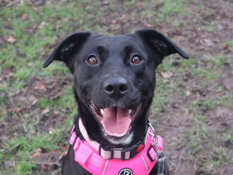 Black Labrador cross smiling to camera