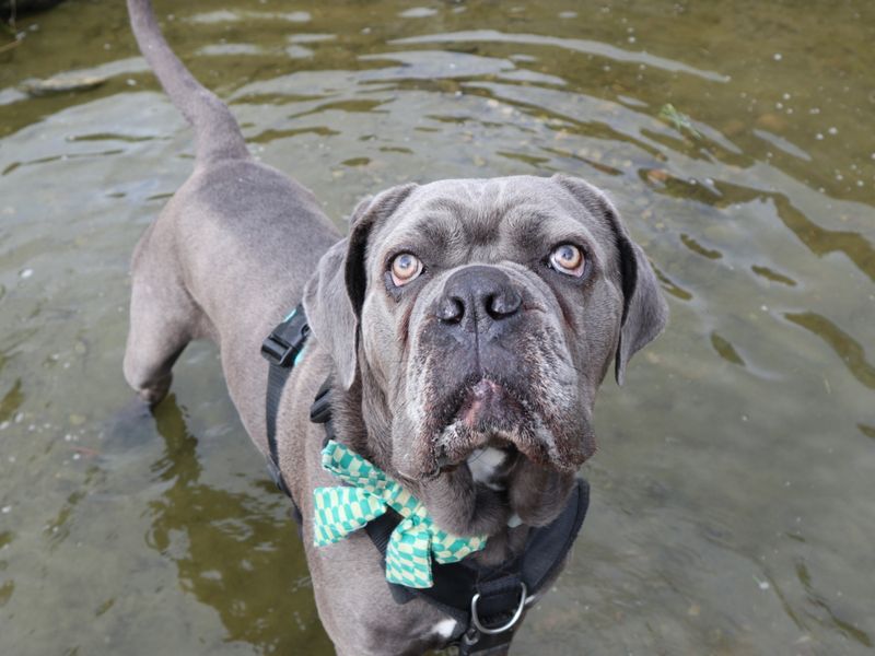 Grey Cane Corso cross standing in the water