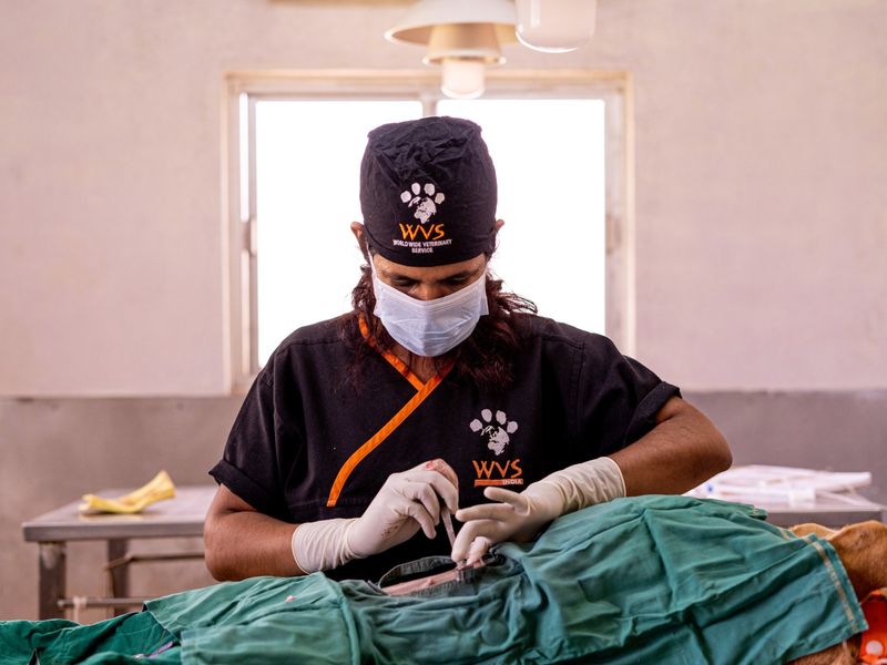 WVS surgeon in surgical mask and gloves operating on a dog in a veterinary setting.