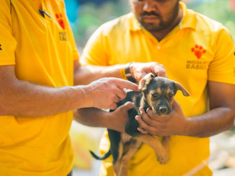 Two people in bright yellow Mission Rabies shirts examine a small brown-and-black puppy outdoors, with one person holding the puppy and the other pointing towards its ear.