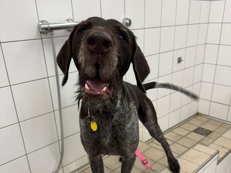 Sponsor dog Baxter, looking happy at bathtime