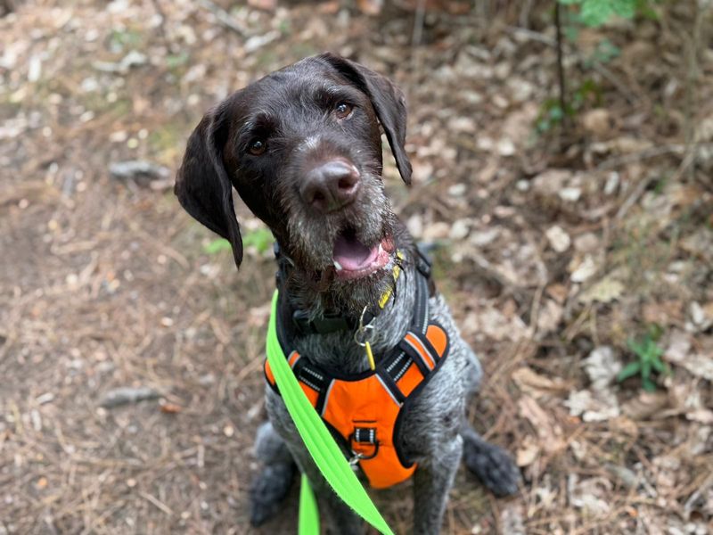 Sponsor dog Baxter, head tilted to the side
