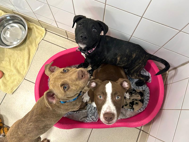 a birds eye view shot of three lurcher puppies coloured brown ana white, brindle tan and black and white, sitting in a pink dog bed looking up at the camera