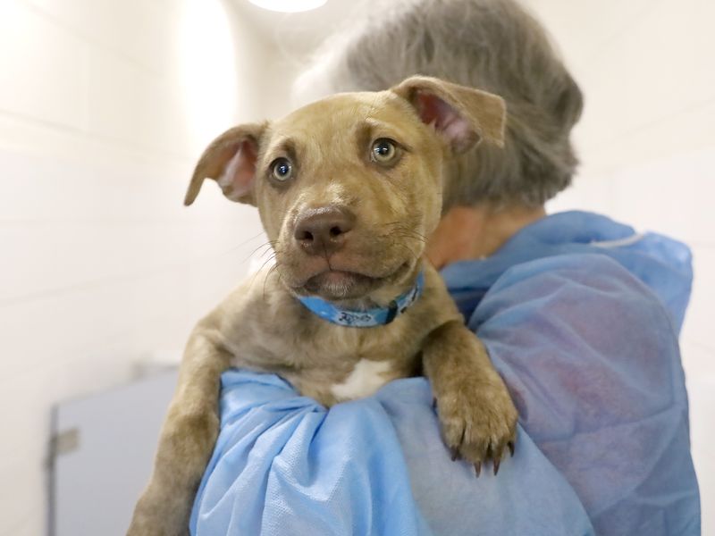 a brindle tan lurcher being held by a member of staff