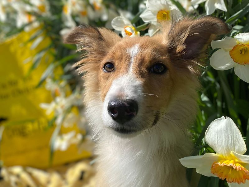 Collie cross happily rehomed sitting next to his yellow bag leaving Penrith Transfer Centre / Cumbria Rehoming Centre.