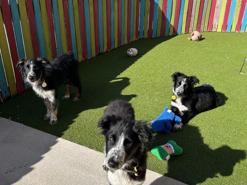 three black and white Collie cross puppies in a play pen looking at the camera