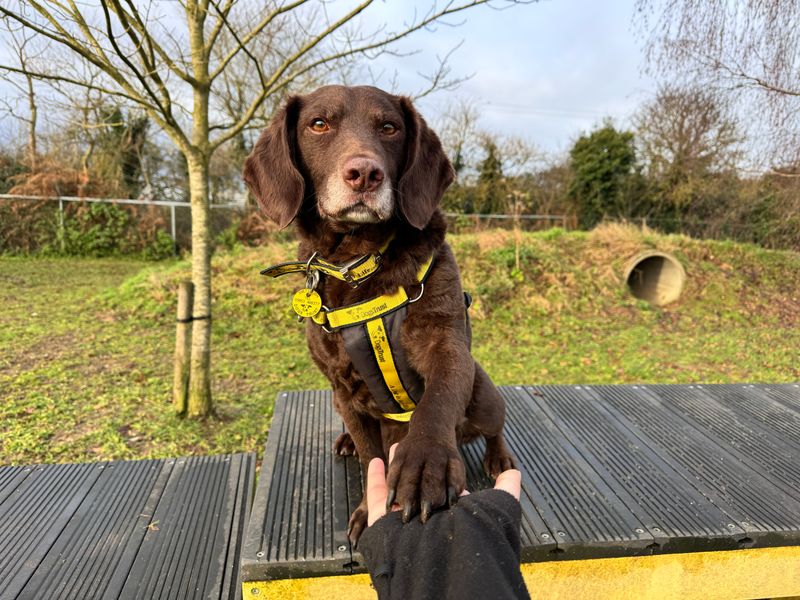 A chocolate Spaniel / Labrador crossbreed sitting on agility equipment, and giving paw at Snetterton Rehoming Centre