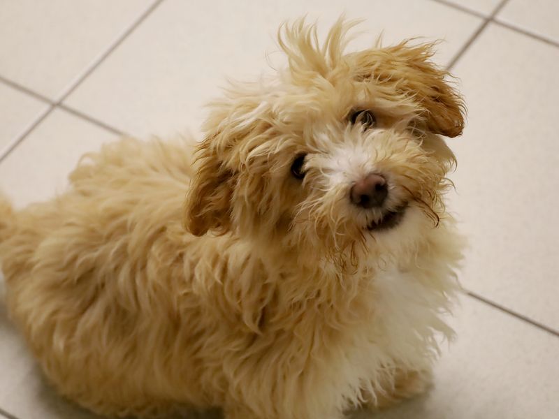 a havanese puppy coloured tan and white looking up at the camera