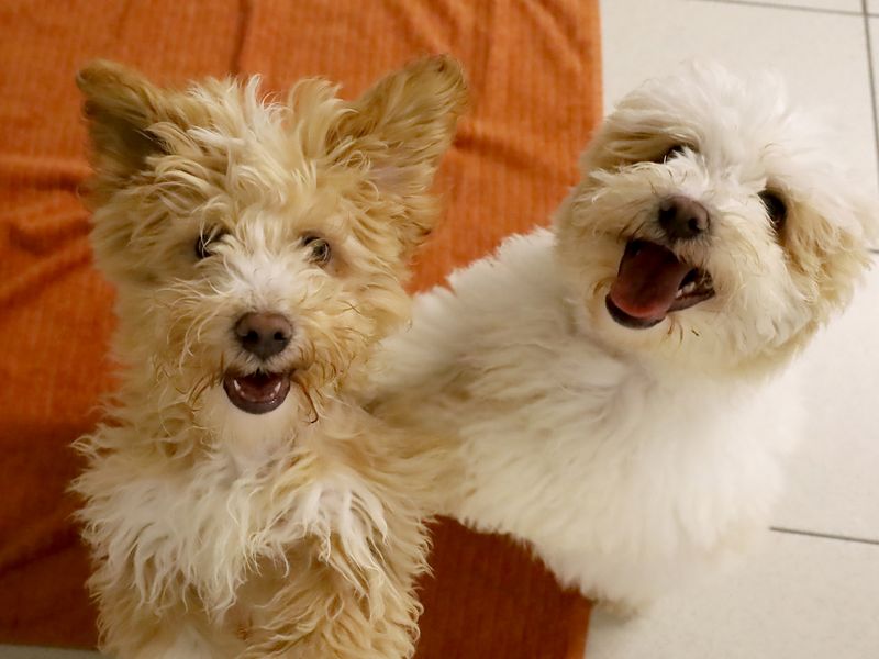 two havanese puppies coloured tan and white looking up at the camera