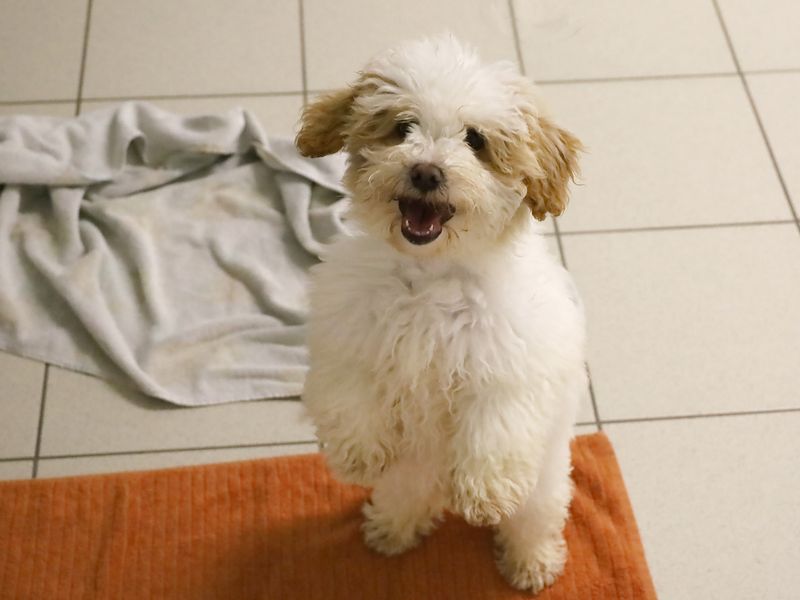 a havanese puppy coloured tan and white looking up at the camera