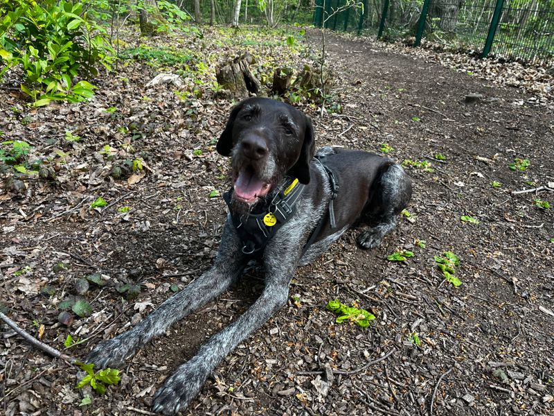 Sponsor dog Baxter, lying down outside, looking happy with his mouth open