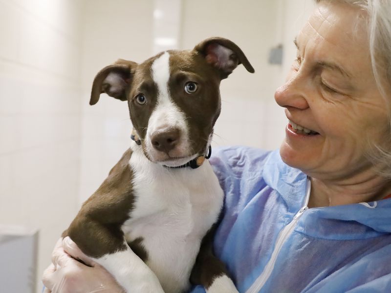a brown and white lurcher being held by a member of staff