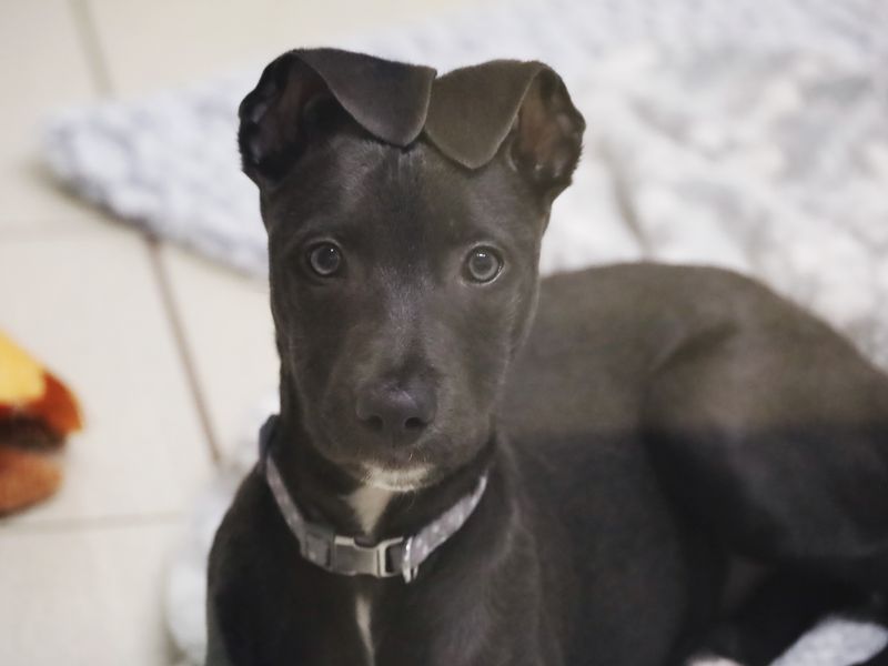 a dark grey lurcher with folded ears looking at the camera