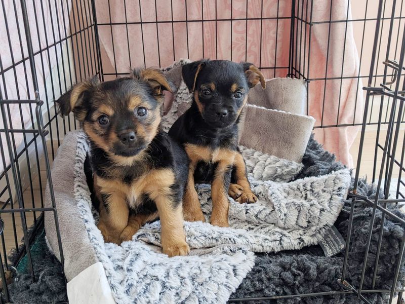 two yorkshire terrier and lhasa apso crossbreed black and tan puppies sitting together in a crate