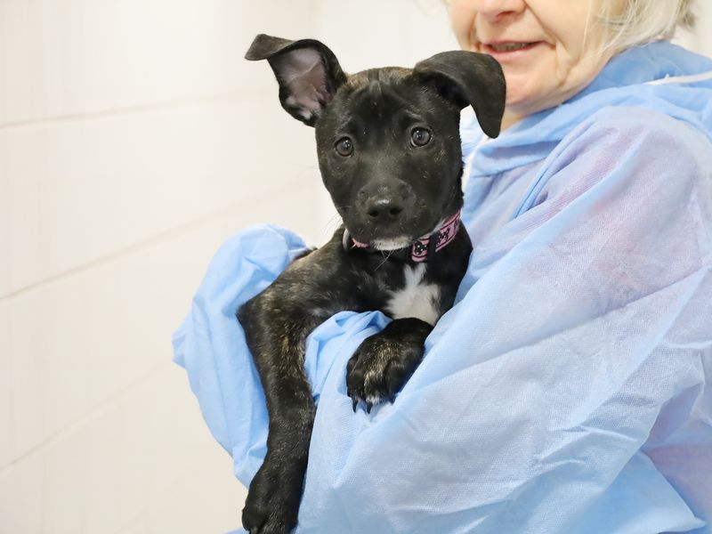 a black and white lurcher being held by a member of staff