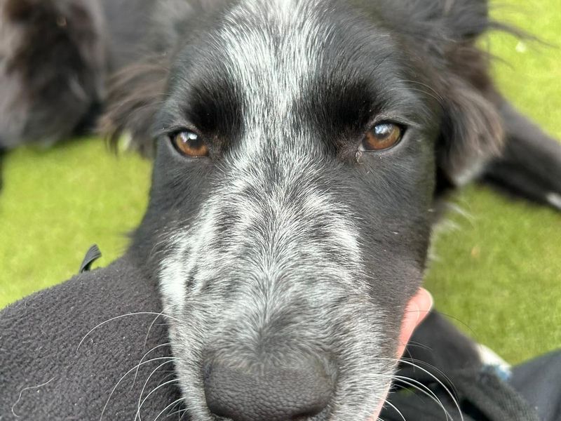 a black and white Collie cross puppy laying in someone's palm