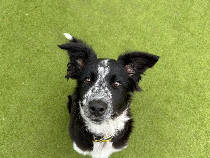 a black and white Collie cross puppy looking up at the camera
