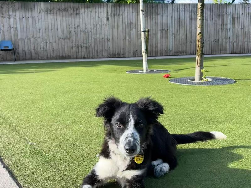 a black and white Collie cross puppy sitting on the grass looking at the camera