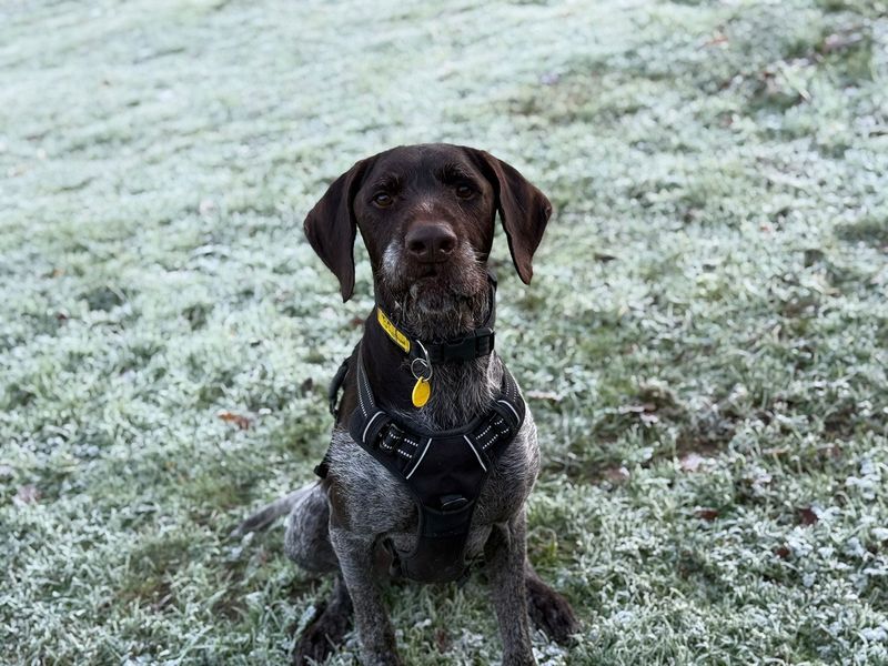 Sponsor dog Baxter, sat on frosty grass