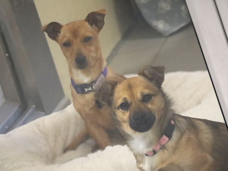 two tan and white Miniature Pinscher cross puppies sitting together in their kennel