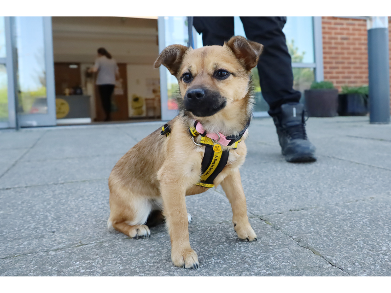 a tan and white Miniature Pinscher standing outside rc leeds reception