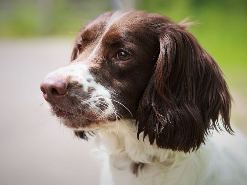 Close-up portrait of Ronnie, a liver and white Springer Spaniel. He is looking off camera