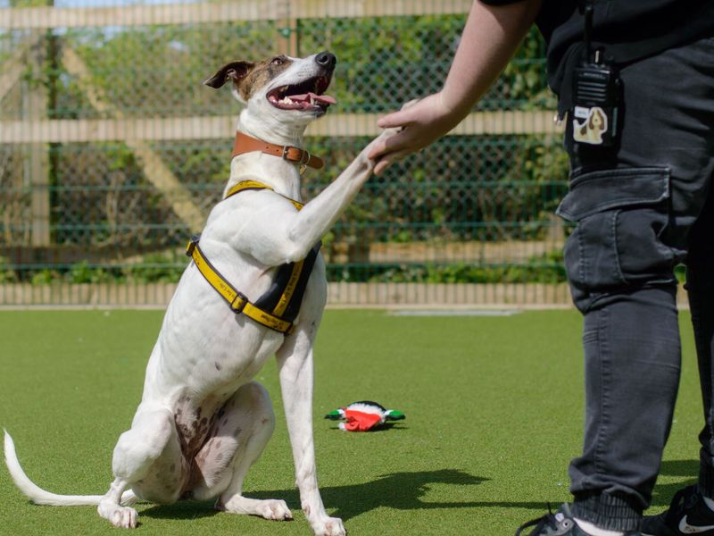Sally, Lurcher Saluki Cross, giving paw to her Canine Carer, at Kenilworth RC