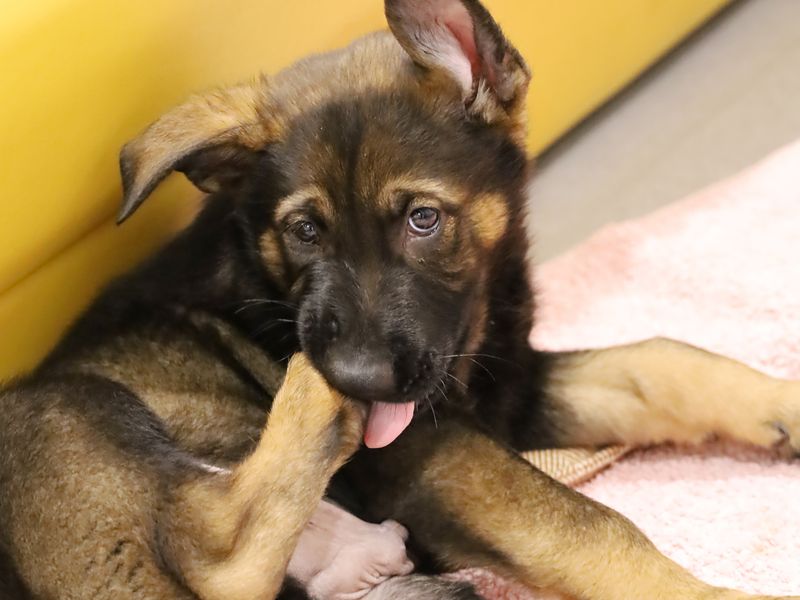 a black and tan german shepherd puppy chewing on its foot