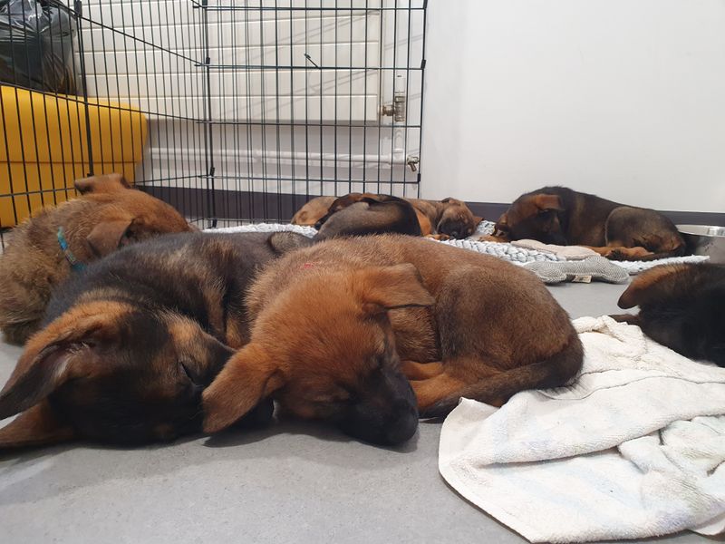a litter of german shepherd puppies sleeping on the floor in our puppy suite