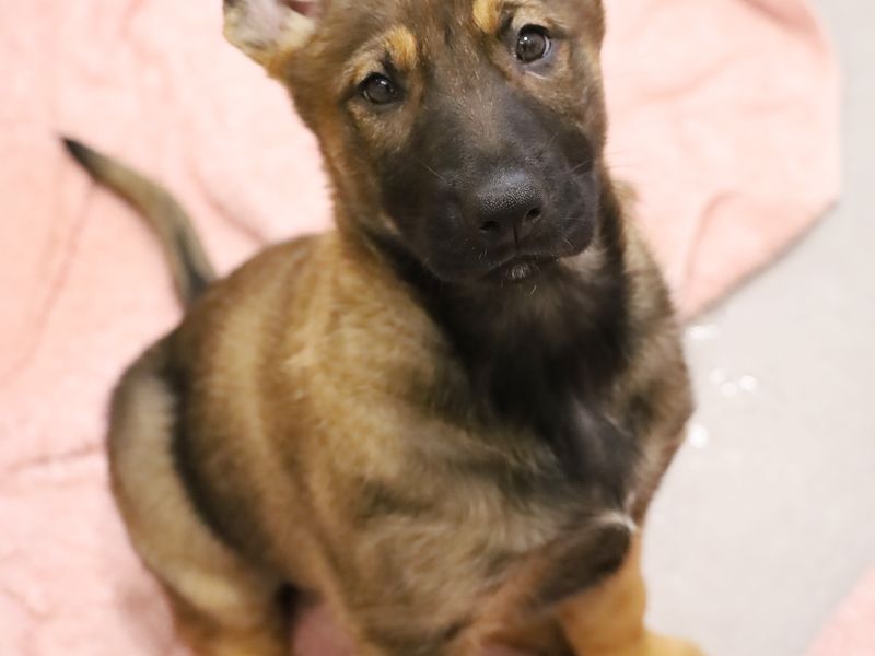 a german shepherd puppy looking up at the camera with one ear down