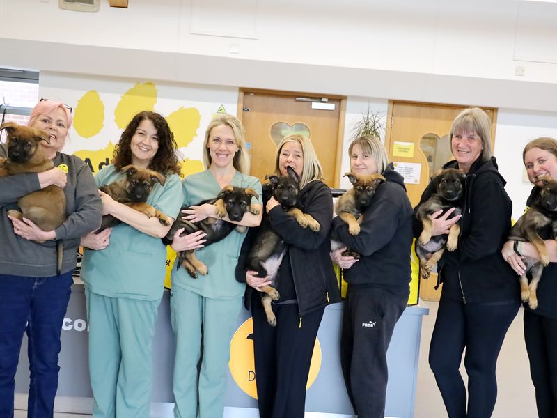 7 german shepherd puppies being held by our rehoming centre staff