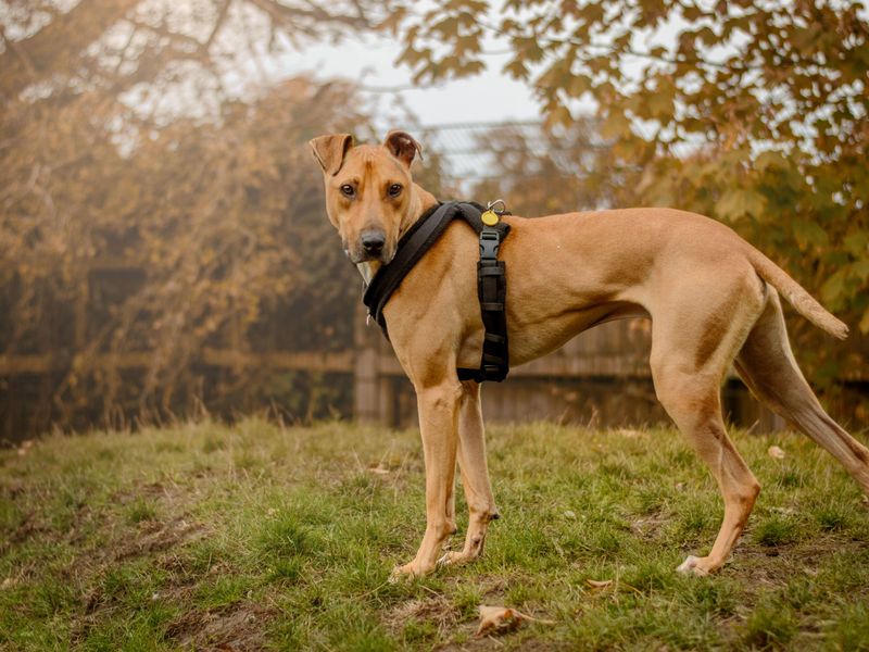 Tan Lurcher, Captain, standing in the grass.
