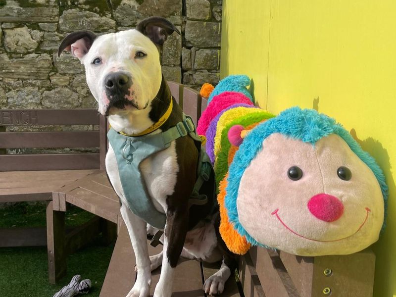 Staffordshire Bull Terrier cross, Colin, with his giant caterpillar toy.