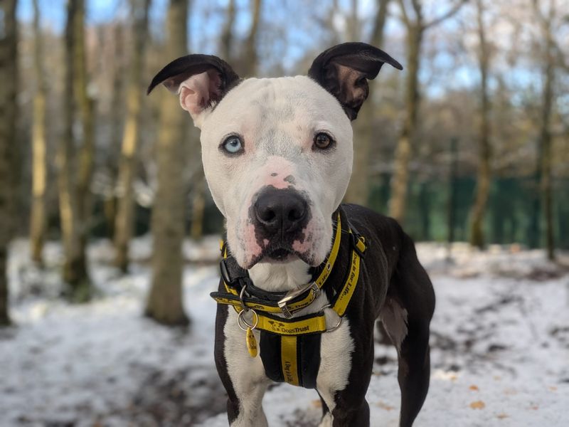 Staffordshire Bull Terrier cross, Colin, standing in the snow.