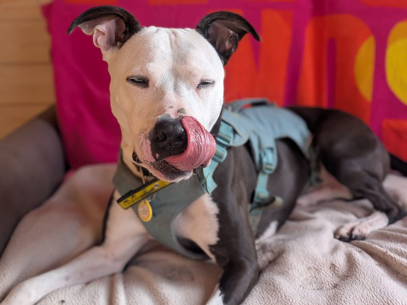 Staffordshire Bull Terrier cross, Colin, with his tongue out.