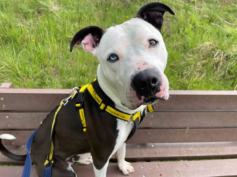 Staffordshire Bull Terrier cross, Colin, wearing a Dogs Trust harness and sitting on a bench.