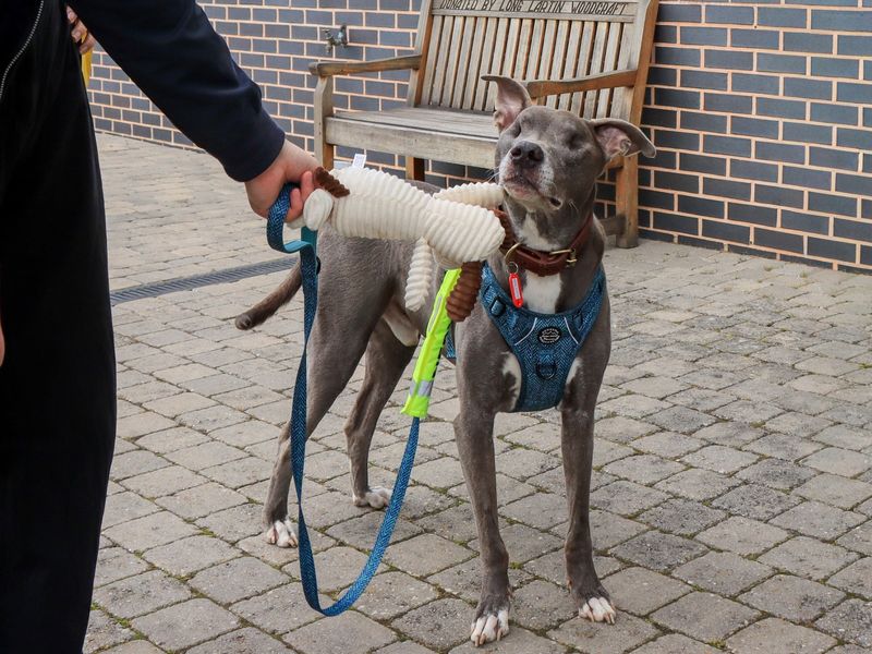 Grey lurcher in a blue harness looking up eagerly at a person holding a rope toy outdoors.