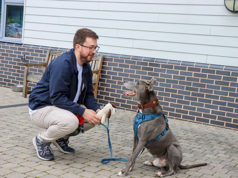 Person crouching outside with a grey lurcher in a blue harness, as the dog looks up attentively.