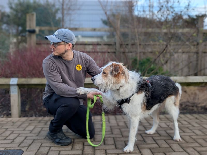 Tricolour crossbreed, Marley, with his carer pal looking to the left.