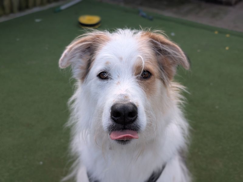 Tricolour crossbreed, Marley, poking out his tongue.