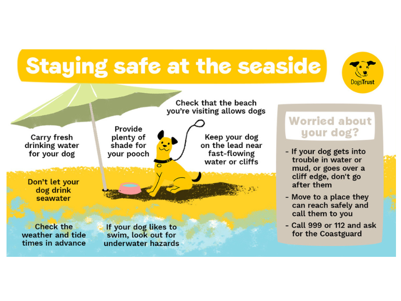 Staying safe at the beach with your dog infographic, including advice about carrying freshwater with you and providing shade for your pet.