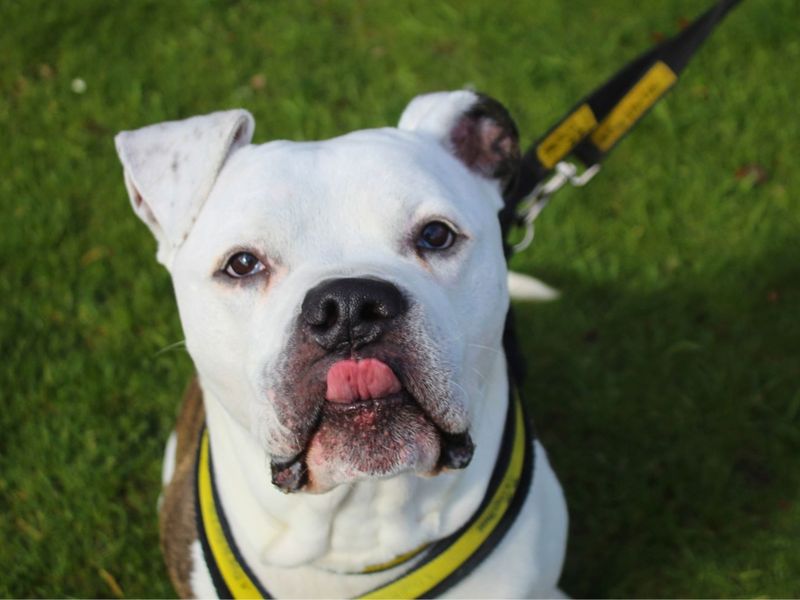 Sponsor dog Buzz, looking up at the camera with his tongue out