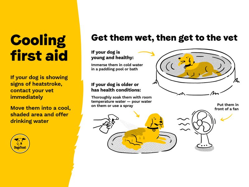 Infographic giving dog owners advice on how to provide immediate cooling first aid to their dogs by getting them wet and immediately to a vet