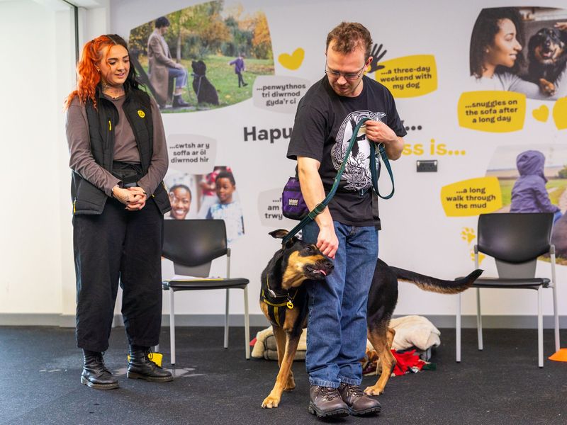 Crossbreed at a 1 to 1 behaviour coach session