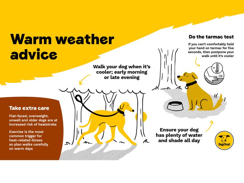 Infographic advising dog owners how to keep their dog cool on hot days with measures such as finding shade and walking your dog very early in the morning or at night