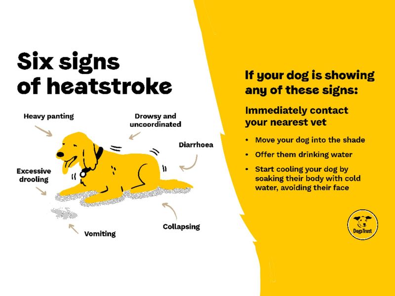 Features a yellow dog showing six signs of heatstroke: heavy panting, drowsy and uncoordinated, diarrhoea, collapsing, vomiting, excessive drooling. Instructions say to immediately contact your vet if your dog displays any of these symptoms.